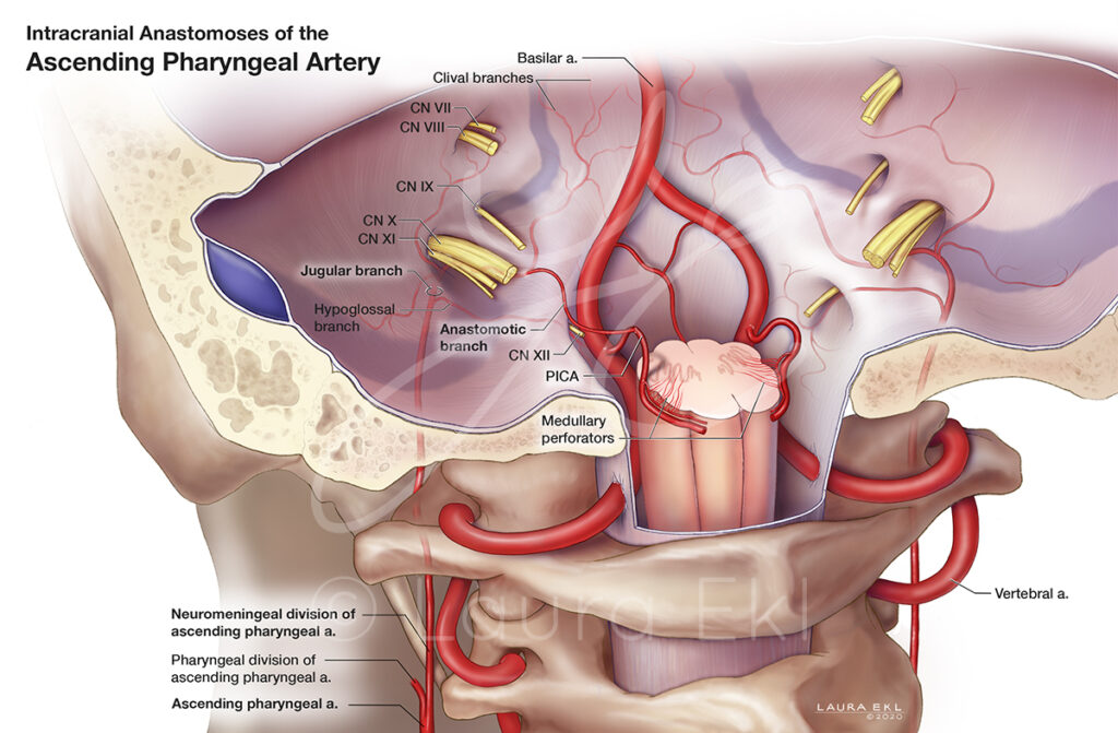 Intracranial Anastomoses of the Ascending Pharyngeal Artery