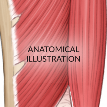 HomepageThumbnailswText_AnatomicalIllustration_thumbnail