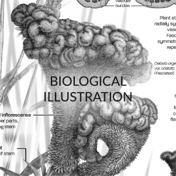 HomepageThumbnailswText_BiologicalIllustration_thumbnail